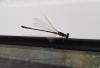Ischnura elegans